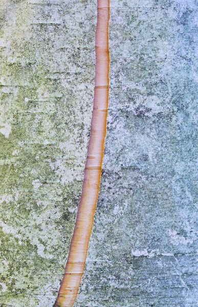 Canada, Quebec, Split paper birch bark detail